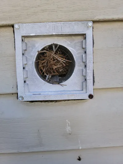 Bird nest blocking an exterior dryer vent hood